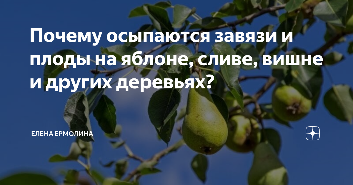 Почему яблоня цветет, но не плодоносит?