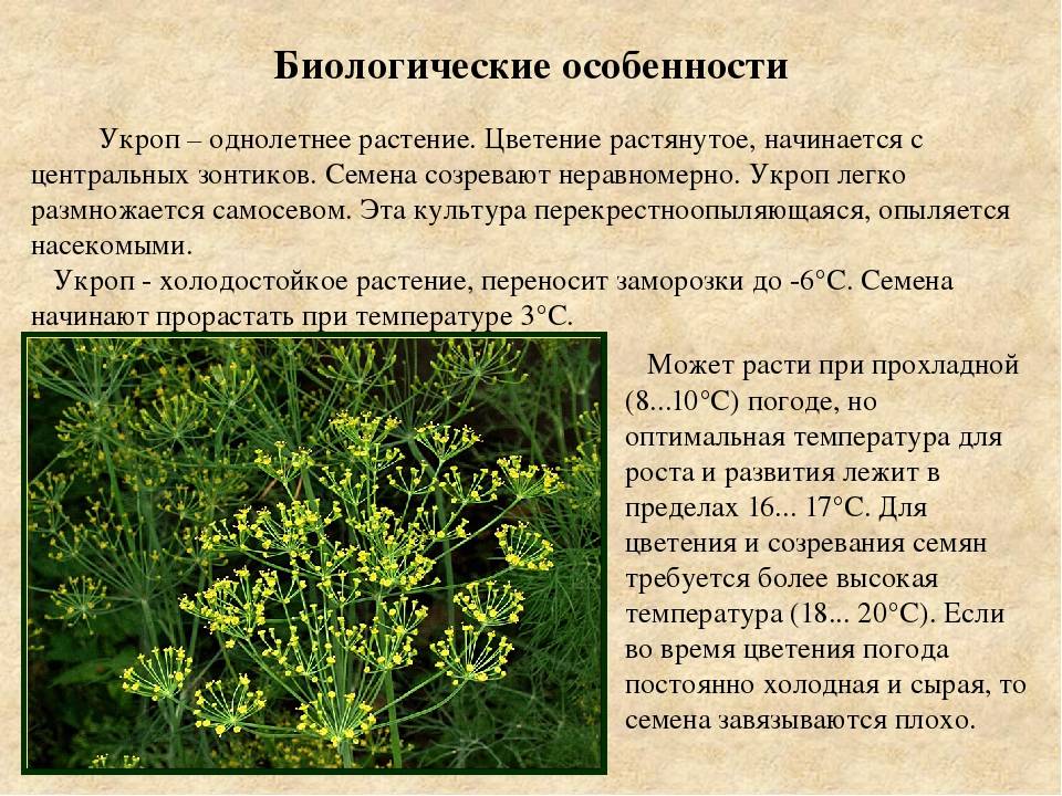 Как выбрать лучшие сорта укропа на зелень без зонтиков для выращивания в открытом грунте и теплице