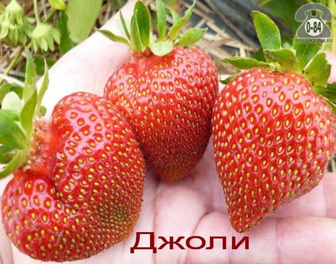 Клубника богота: богатырская ягода для юга россии