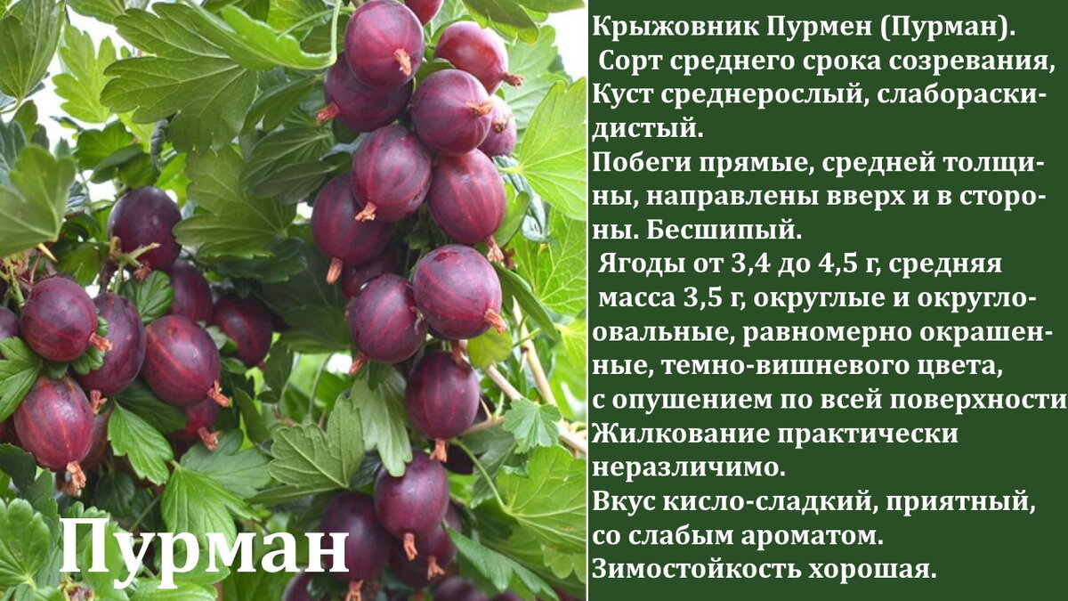 Крыжовник колобок – описание сорта, фото, отзывы