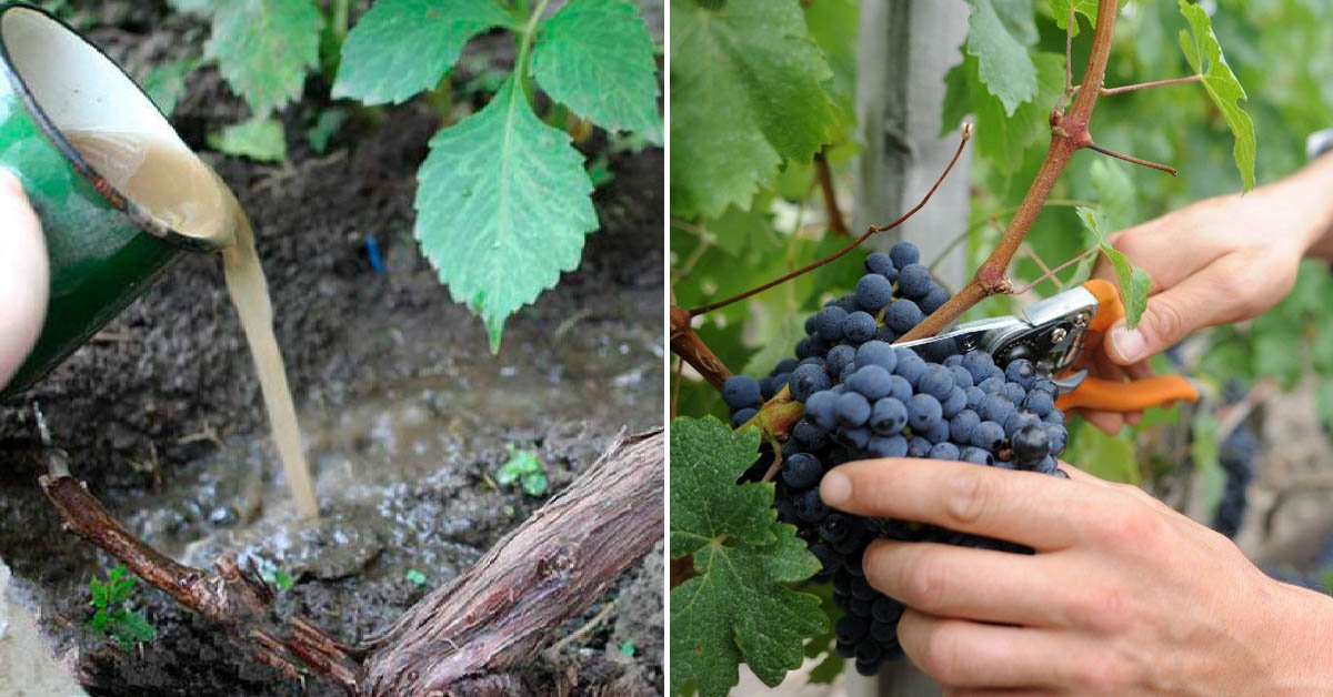 Лучшие средства, чем подкормить виноград в июле для улучшения плодоношения
