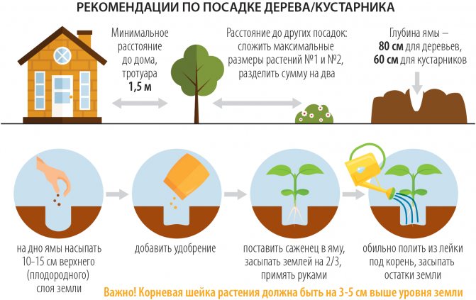 Можно ли вырастить настоящее киви в подмосковном саду?