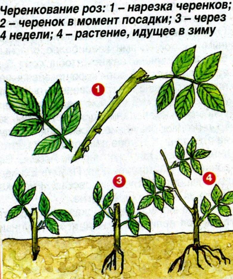 Как правильно размножать вишню черенками, порослью, отводками