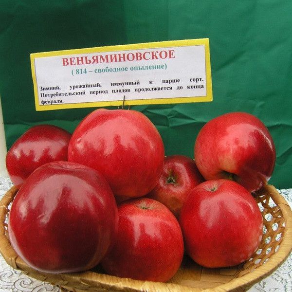 Описание сорта яблони веньяминовское: фото яблок, важные характеристики, урожайность с дерева