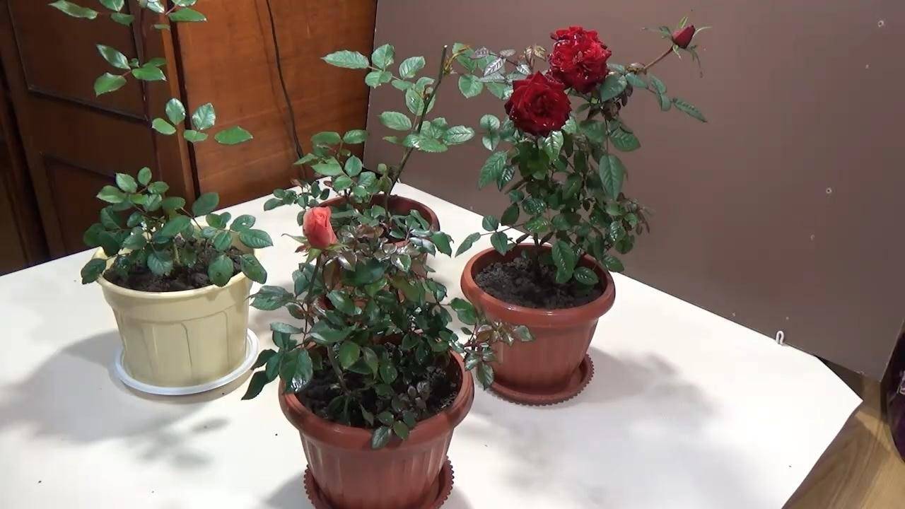 Роза кордана - уход и пересадка в саду и домашних условиях