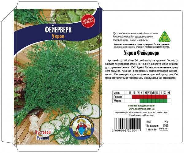 Укроп: посадка и уход в открытом грунте, как вырастить в домашних условиях, фото