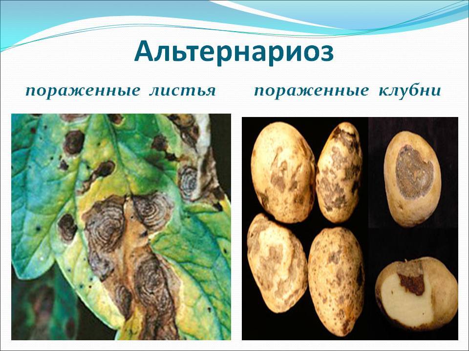 Альтернариоз картофеля: фото, описание и лечение болезни