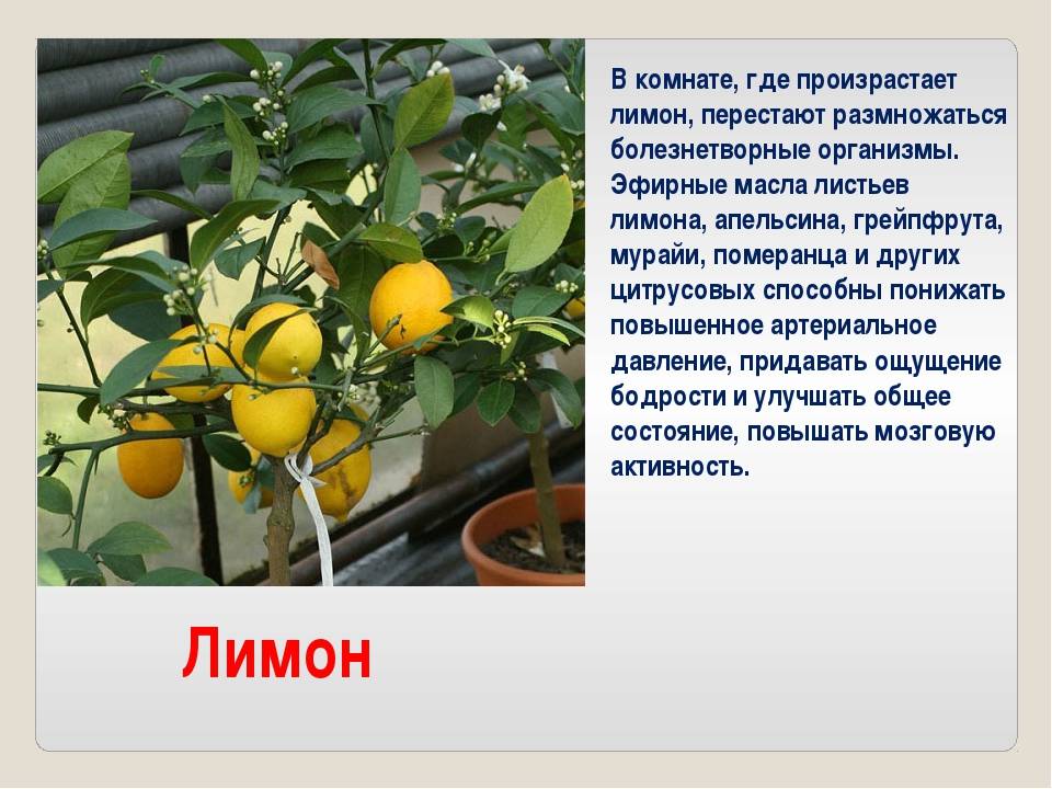 Как вырастить лимон из косточки - пошаговая инструкция, советы и нюансы