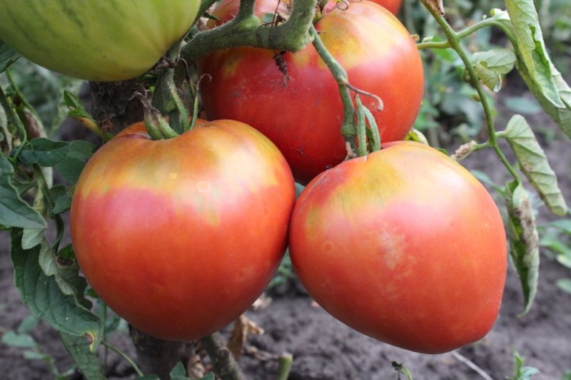 Томат король лондона: отзывы, фото урожая помидоров, их преимущества и недостатки, технология выращивания на своем участке