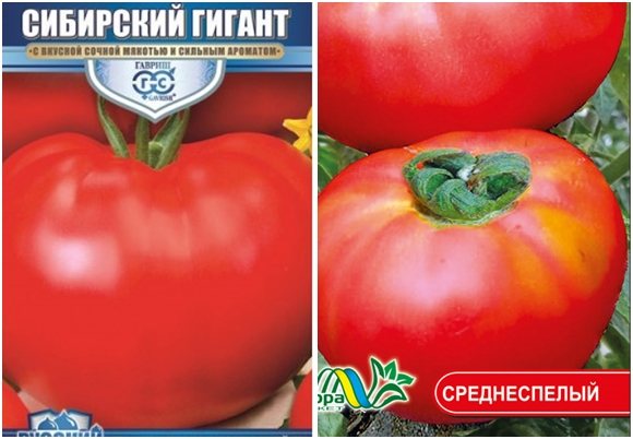 Томат сибирский гигант: характеристика и описание крупноплодного сорта с фото