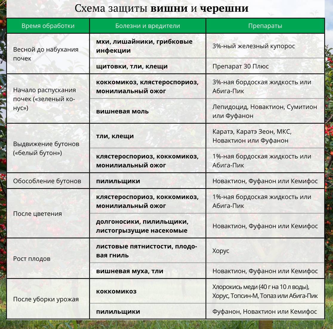 Тля на винограде - чем обработать и как бороться