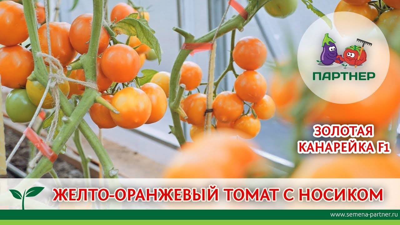 Исполняет желания дачников о богатом урожае — томат «золотая рыбка» и секреты его выращивания