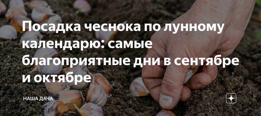 Когда убирать яровой чеснок: сроки сбора с грядки в 2021 году и правила хранения