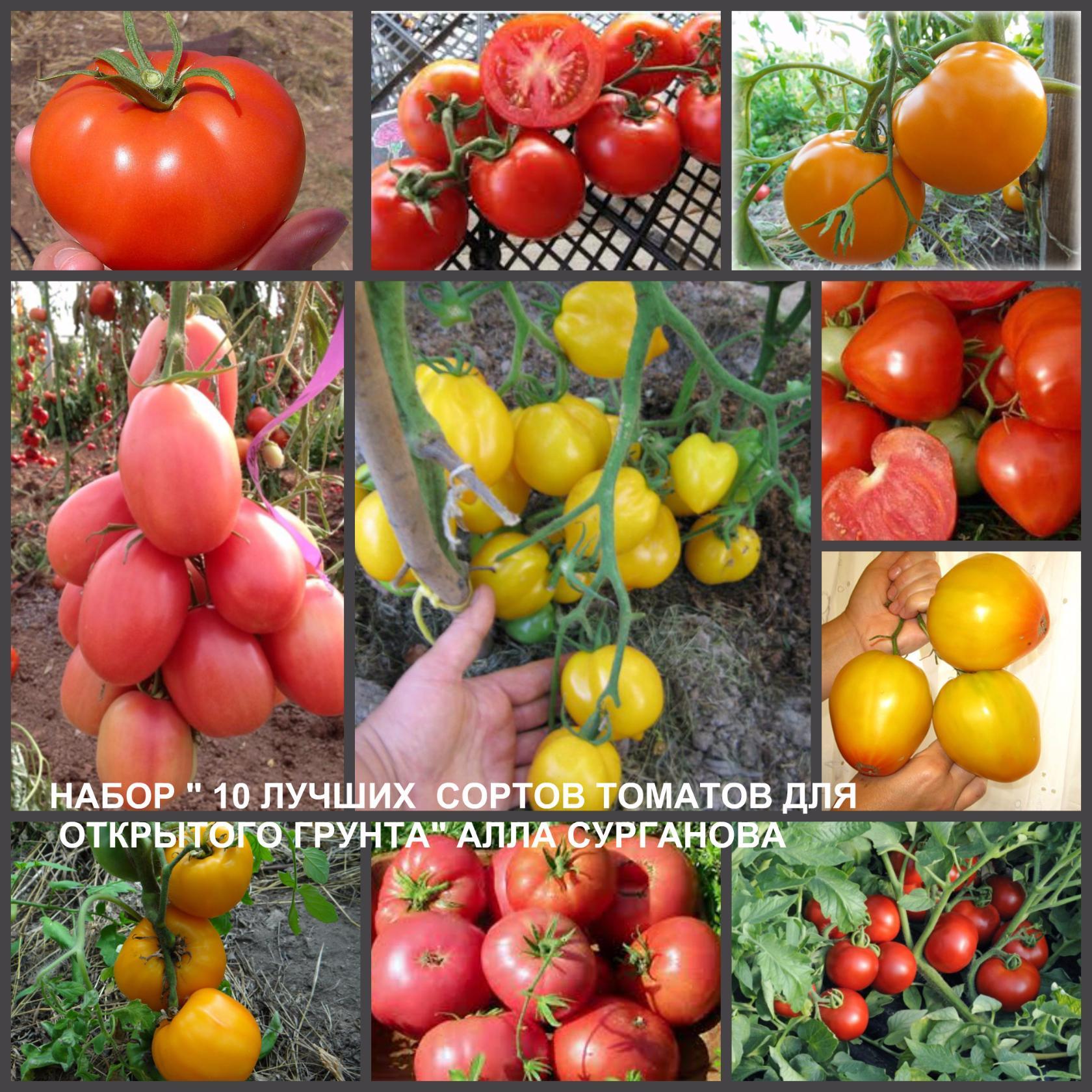 Описание лучших сортов томатов для открытого грунта средней полосы