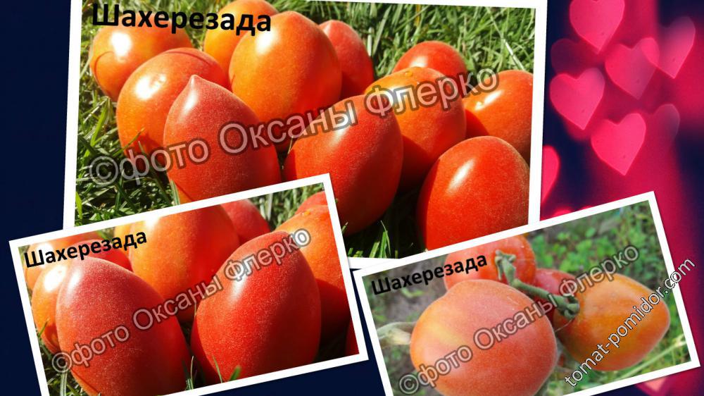 Описание сорта томата шива f1, его характеристика и урожайность – дачные дела