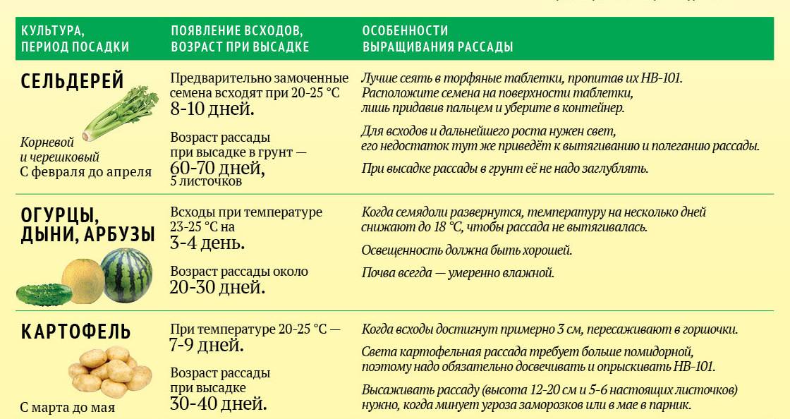 Посадка огурцов на рассаду в 2023 году: благоприятные дни когда сажать