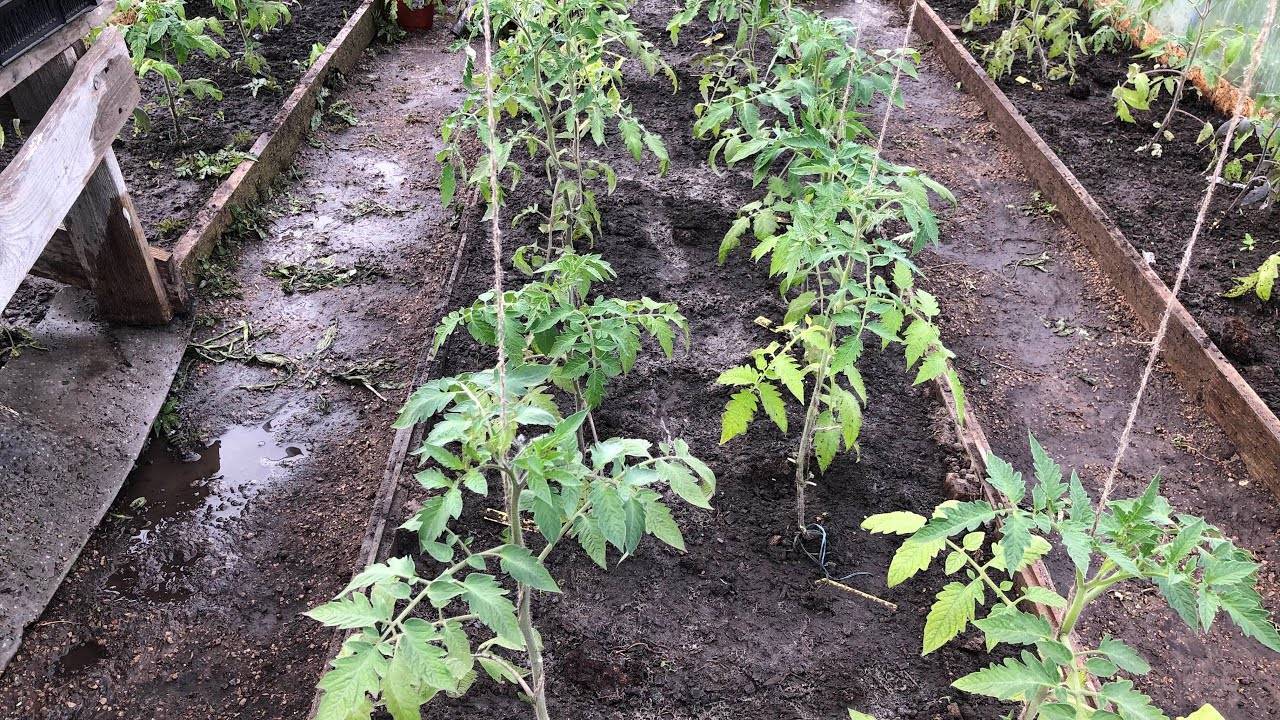 Как посадить помидоры в теплице правильно - теплицы + парники своими руками