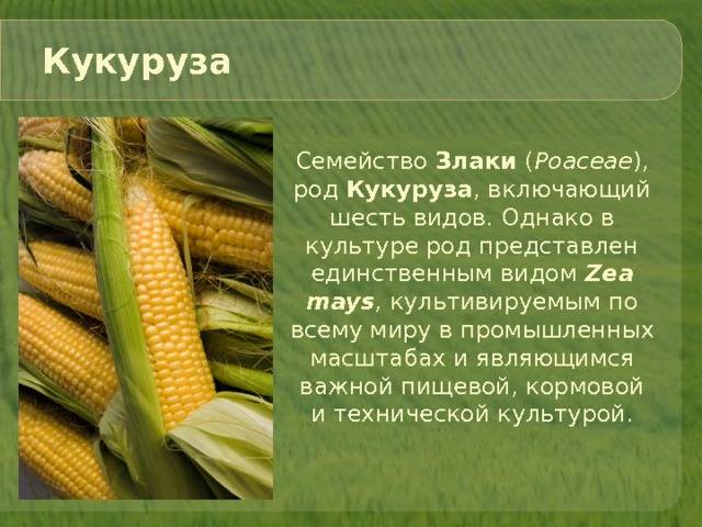 Кукуруза это бобовые или нет, к какой культуре относится зерновой или злаковой