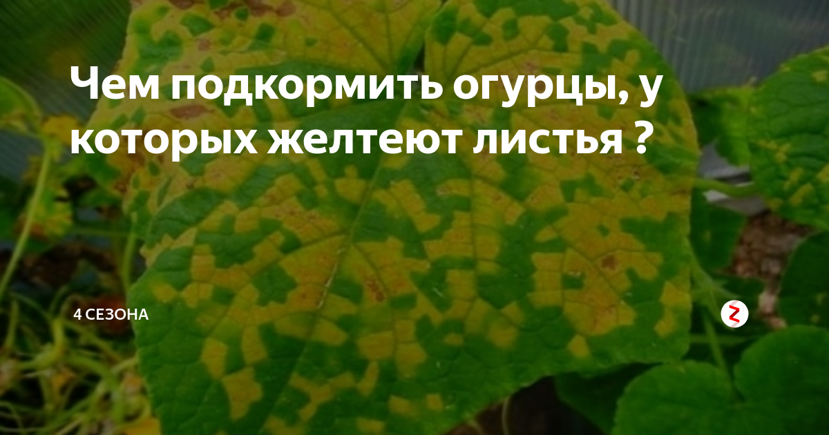 Почему желтеют листья у огурцов на подоконнике что делать фото виде