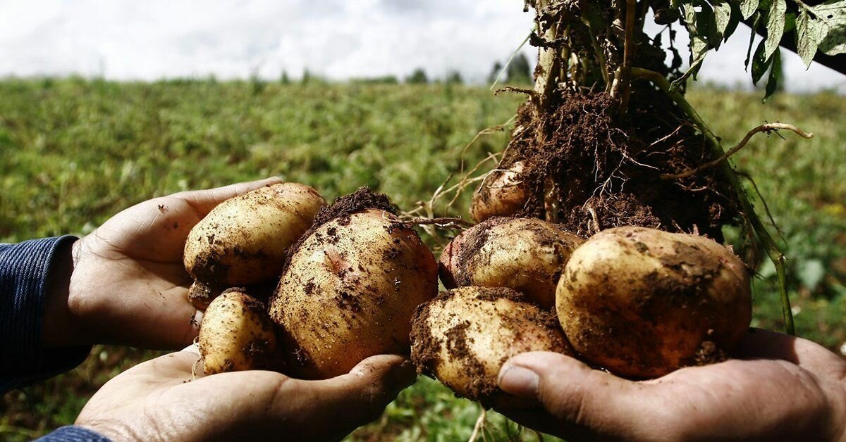 Полив картофеля: когда и как орошать картошку, при посадке или после, а также обзор методов - капельного, по бороздам привозной водой и других