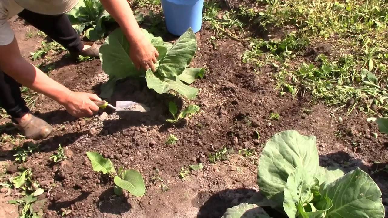 Правильная высадка рассады капусты в грунт: советы и рекомендации