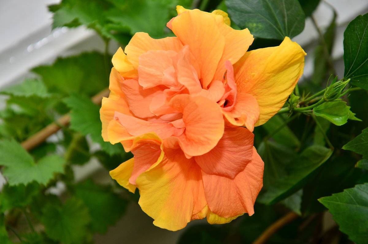 Выращивание садового гибискуса и уход за ним. виды, зимовка, размножение. фото — ботаничка