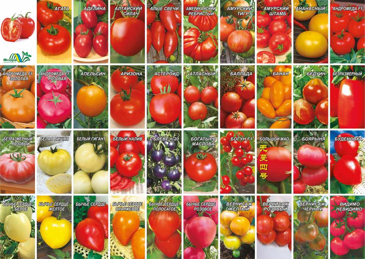 Описание томата Вернисаж, разновидности и особенности выращивания сорта