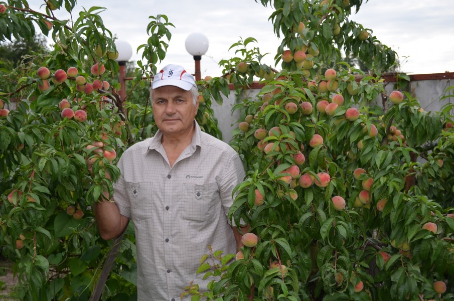 Выращивание персиков в сибири и подмосковье: когда и как сажать, как ухаживать