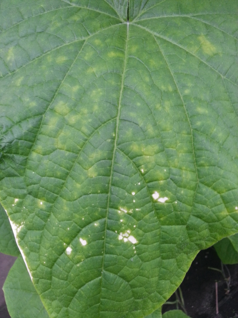Светлые пятна на листьях огурцов в теплице фото и их лечение