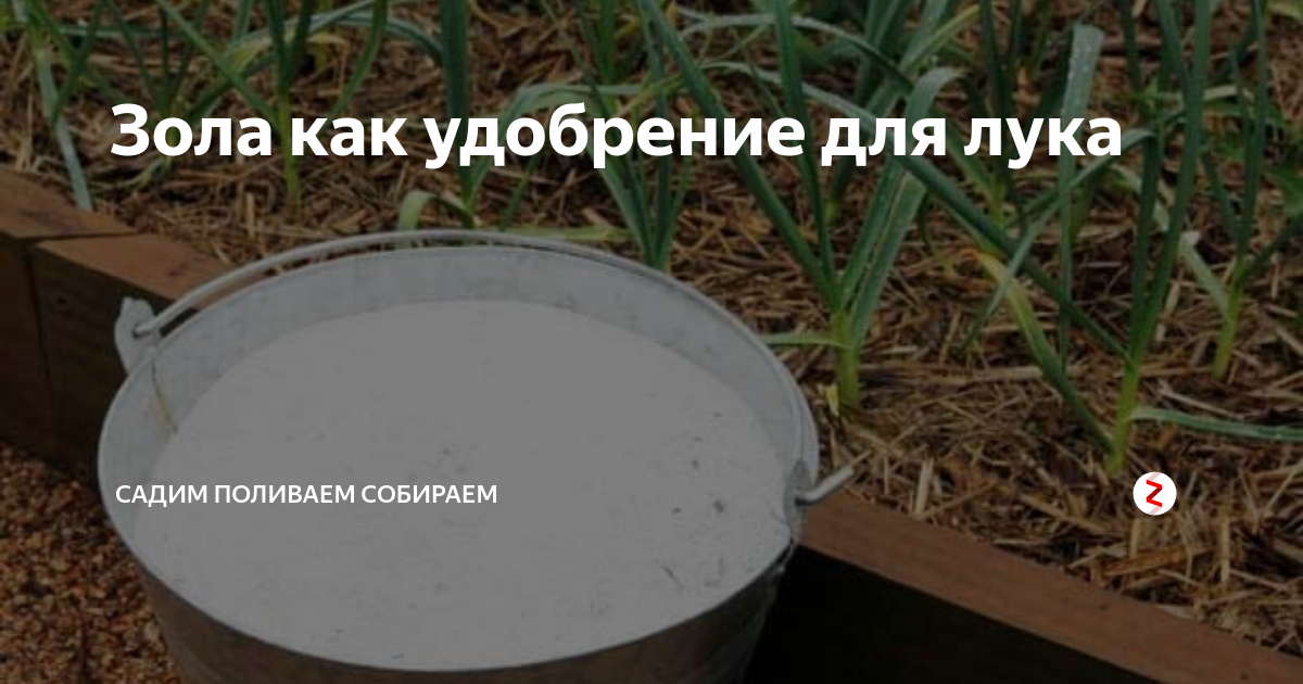 Можно ли посыпать лук солью