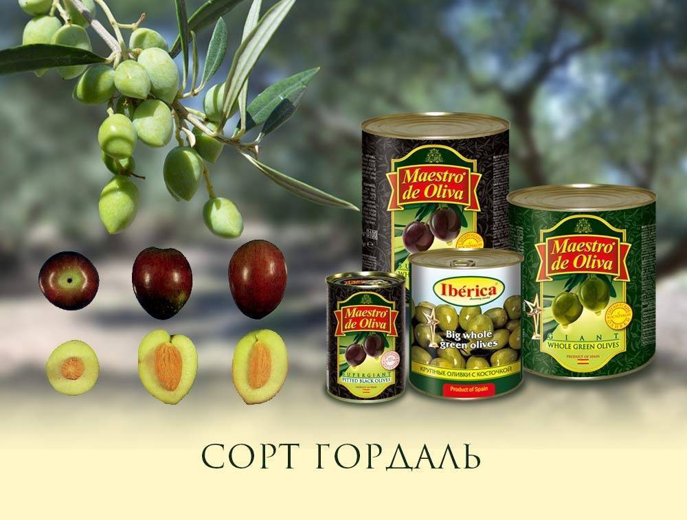Сорта оливок: описание 13 лучших, как правильно выбрать, чем отличаются от маслин