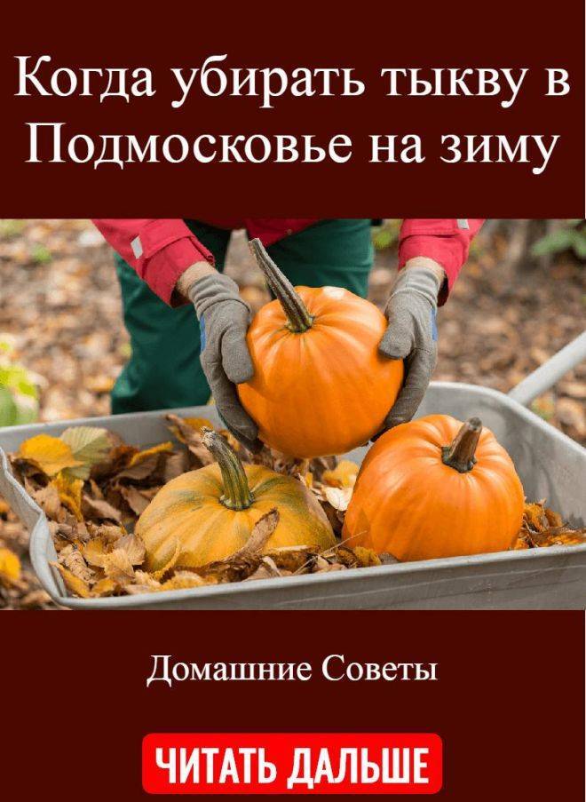Уборка урожая тыквы: как понять, что она созрела и когда собирать с огорода на хранение