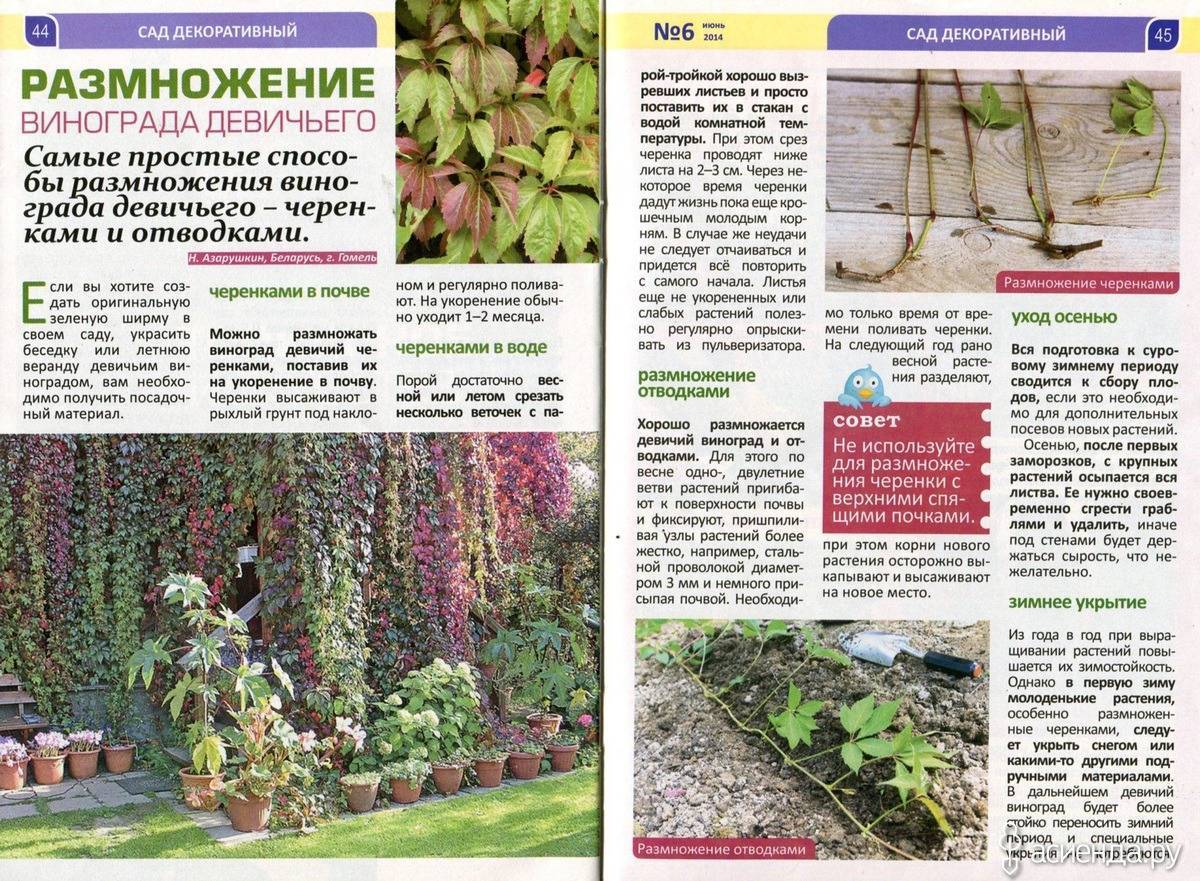 Виноград юлиан: описание сорта, селекция, как выращивать самостоятельно