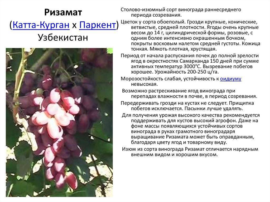 Виноград монарх: описание сорта с характеристикой и отзывами, особенности посадки и выращивания, фото