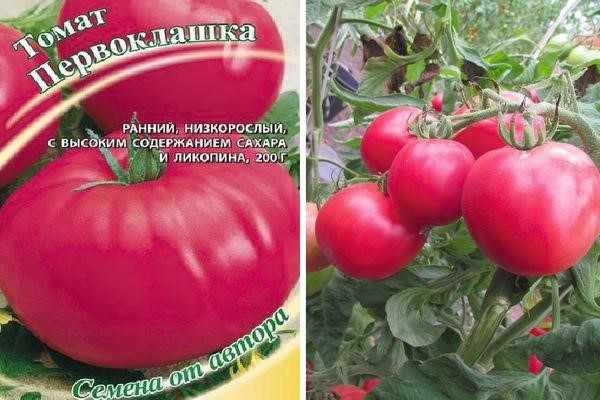 «первоклашка» – безрассадный томат для открытого грунта — ботаничка