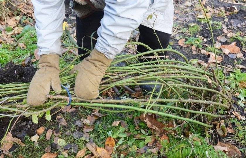 Выращивание аквилегии из семян: сроки и правила посева на рассаду, уход, пикировка
