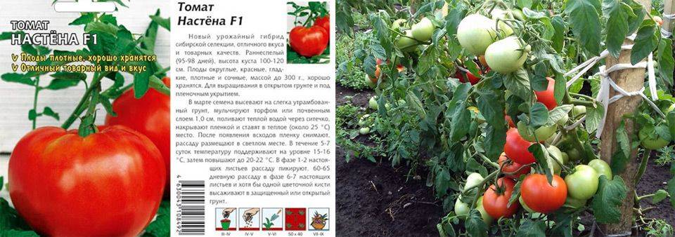 Томат настена f1 отзывы фото куста !