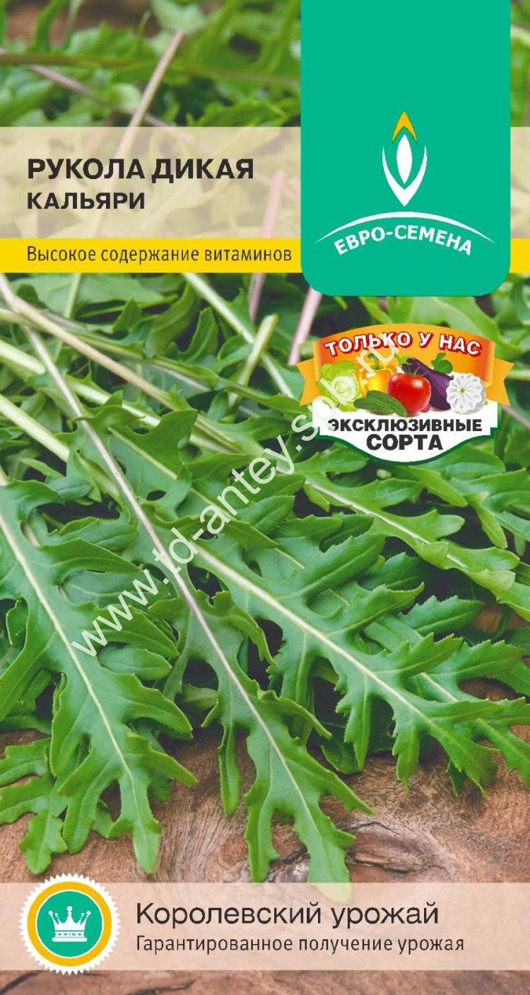 Руккола - посадка, уход, выращивание, вред и польза