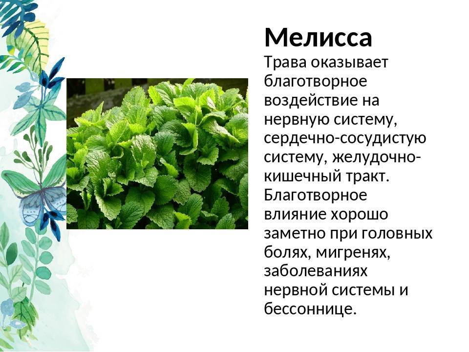 Мята и мелисса: лечебные свойства и вред, в чем отличия растений, что полезнее, фото