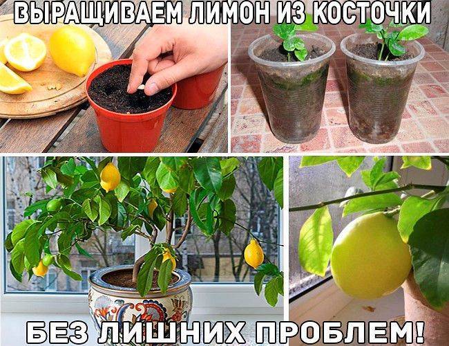 Выращивание лимона из косточки в домашних условиях: так ли это сложно?