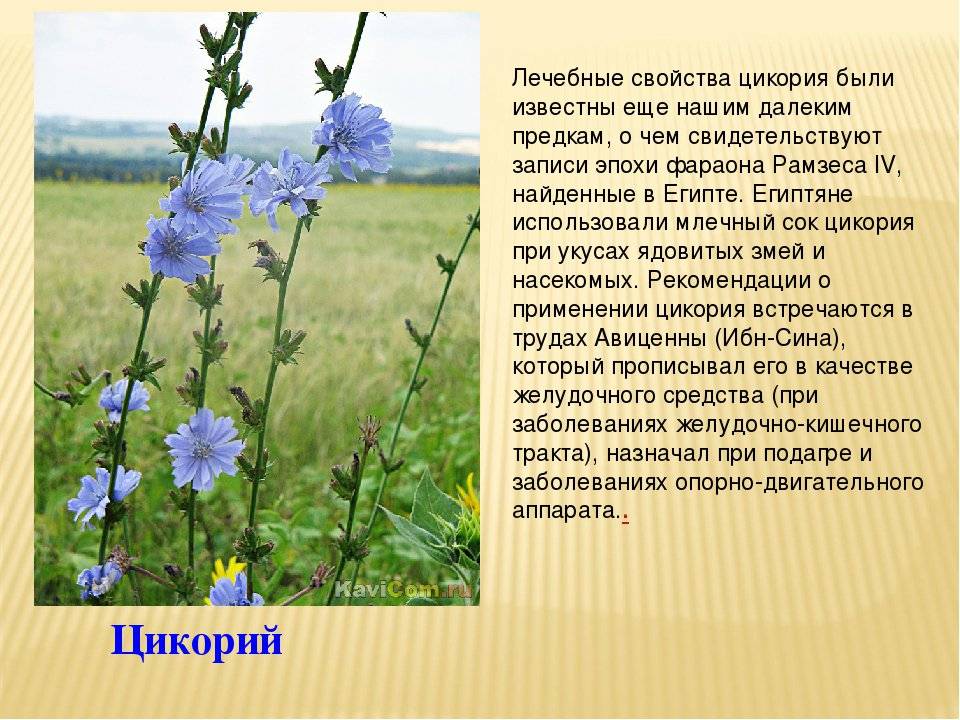Цикорий — альтернатива кофе и не только