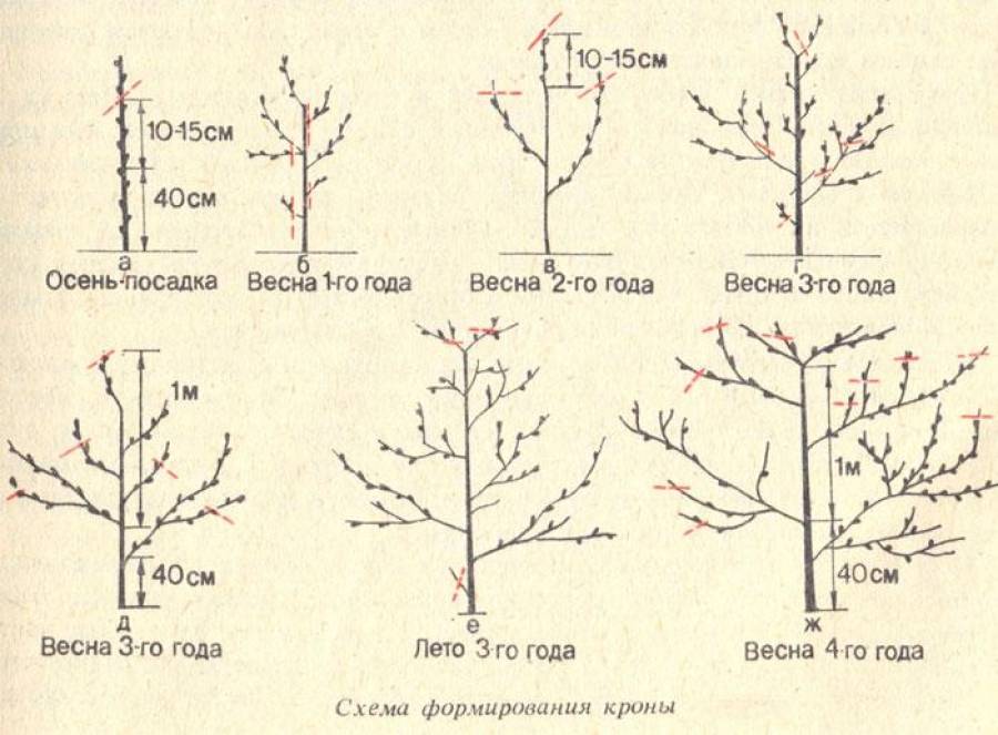 Обрезка абрикоса схема