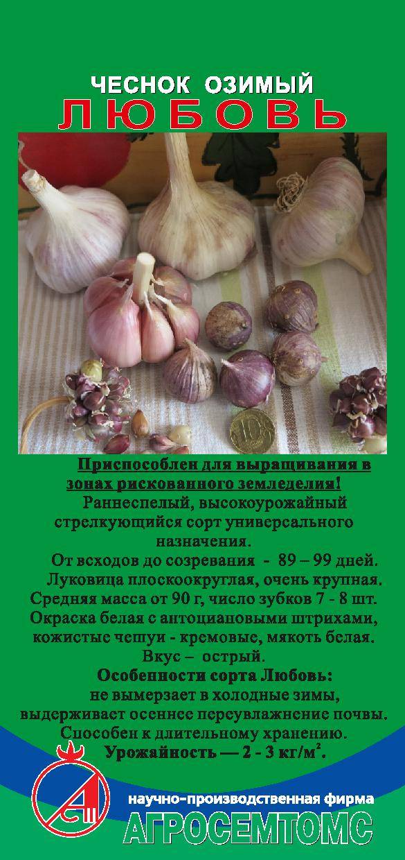 Чеснок комсомолец: описание сорта, фото, выращивание и уход