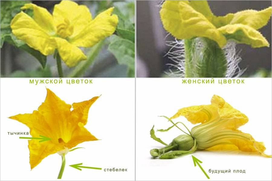 Как правильно формировать дыню на бахче или в теплице