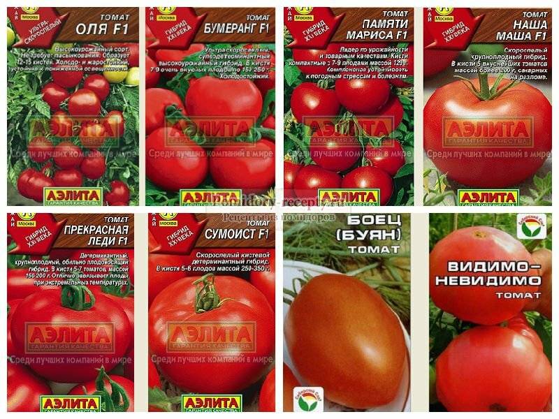 Описание, характеристика, посев на рассаду, подкормка, урожайность, фото, видео и самые распространенные болезни томатов сорта «мясистый красавец».