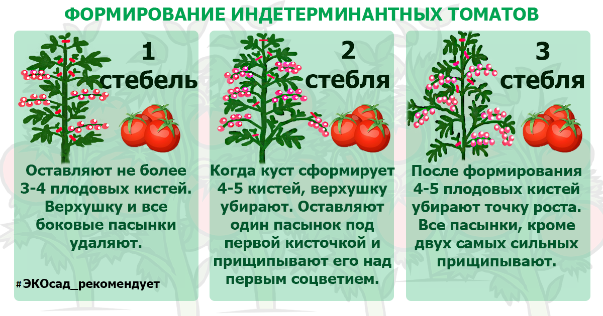 Формировка индетерминантных томатов. Томат в 2 стебля схема. Формирование томатов в 2 стебля в теплице схема. Формирование помидоров в теплице в два стебля схема. Что такое детерминантный сорт томатов и индетерминантный