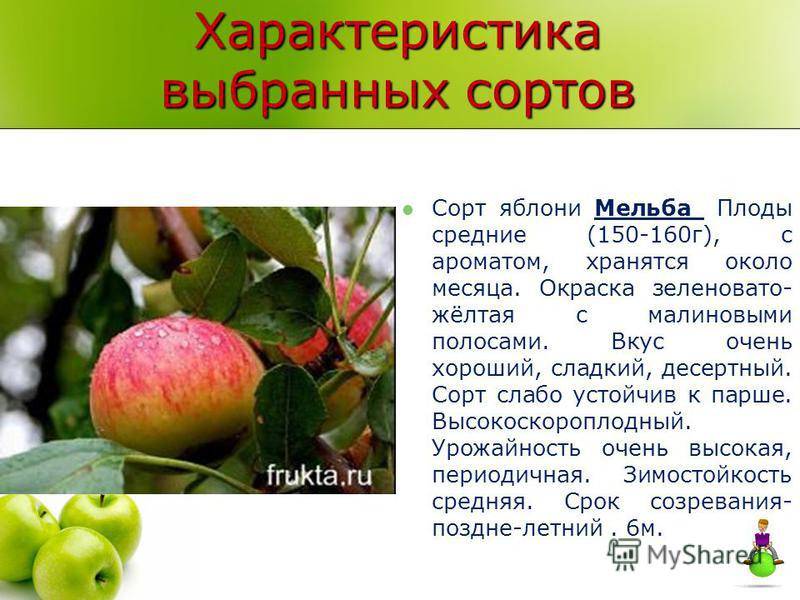 Яблоня макинтош — описание сорта, фото, отзывы