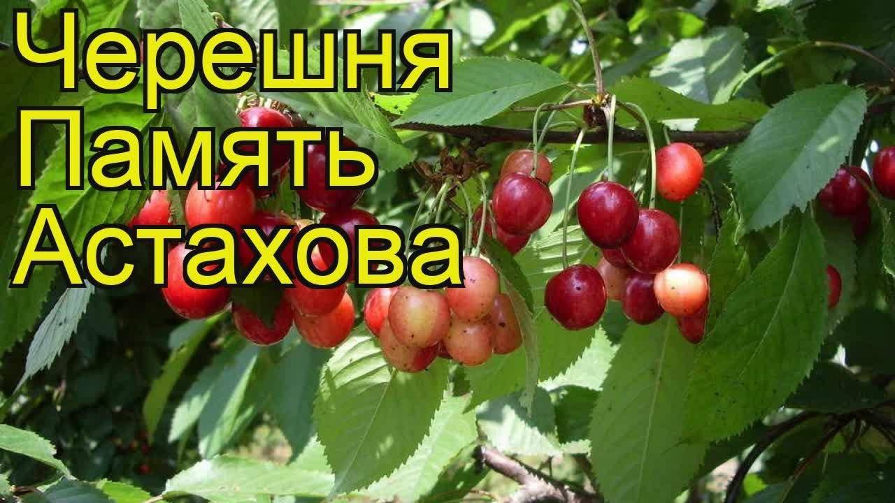 Черешня любимица астахова описание сорта фото