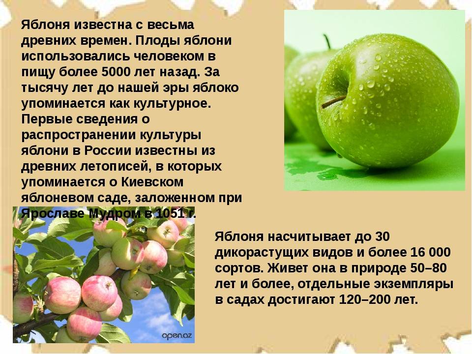 Описание и характеристика яблок Семеренко, правила посадки и ухода