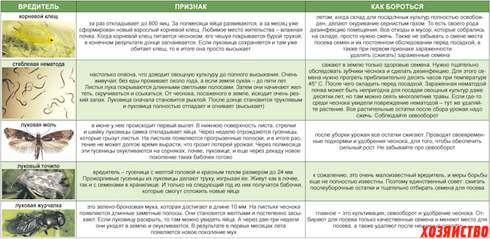Болезни чеснока описание с фотографиями и способы